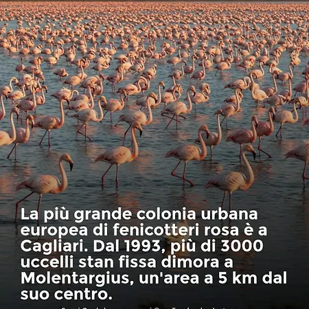 Carino Splendido Trivano Panoramico Iun S3308 *